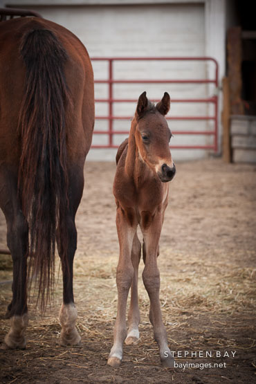 Newborn foal. Iowa State University horse barn.