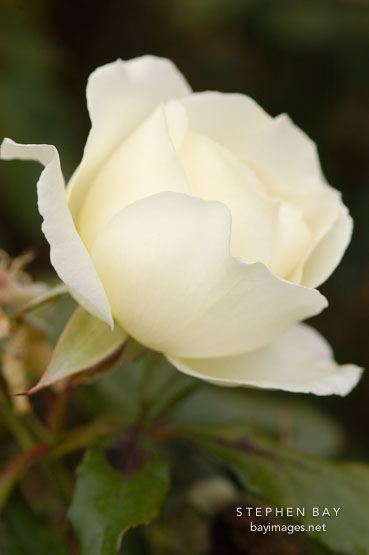 Rosa 'Saratoga'
