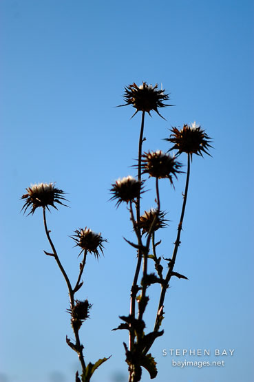 Silhouette of thistles. Arastradero preserve, California, USA.