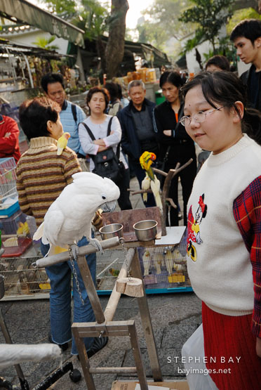 Cockatoo and girl. Mong Kok bird garden. Hong Kong.