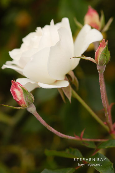 Rosa 'Saratoga'