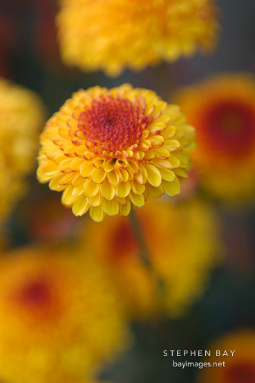 Kelvin Tattoo Yellow (pompon). Chrysanthemum (Dendranthema).