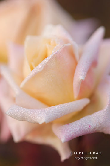 Rose, Souvenir de Victor Hugo.