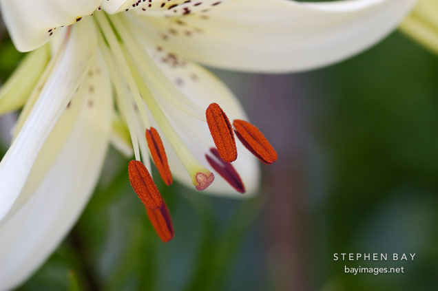 Stames of white lily.