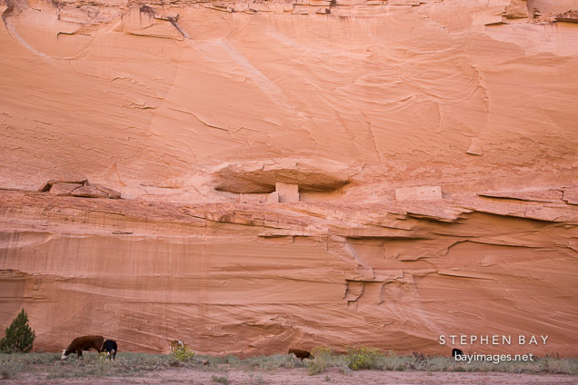 Cows grazing in front of Ledge Ruin. Canyon de Chelly, Arizona.