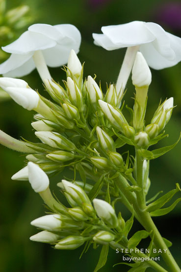 Phlox paniculata.