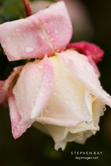 Rose, White Maman Cochet.
