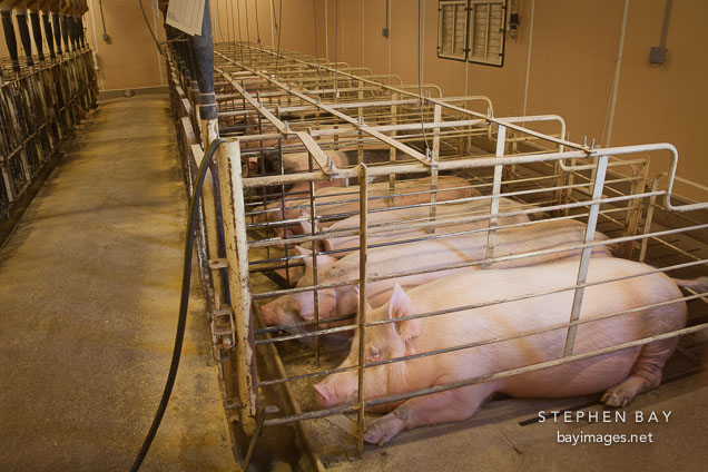 Sows in gestation stalls. ISU Swine Farm. Ames, Iowa.