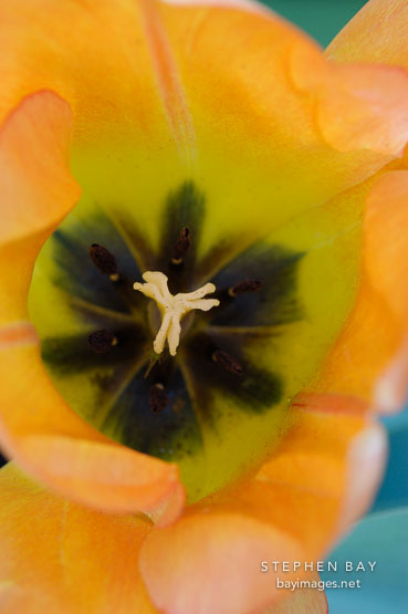 Tulip 'Daydream', Tulipa.