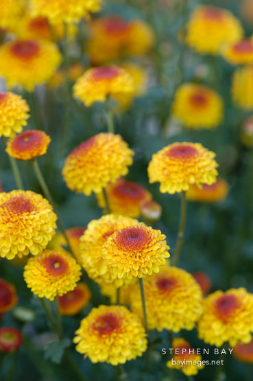 Kelvin Tattoo Yellow (pompon). Chrysanthemum (Dendranthema).