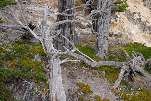 Monterey cypress, Cupressus macrocarpa. 17-Mile drive, California, USA.