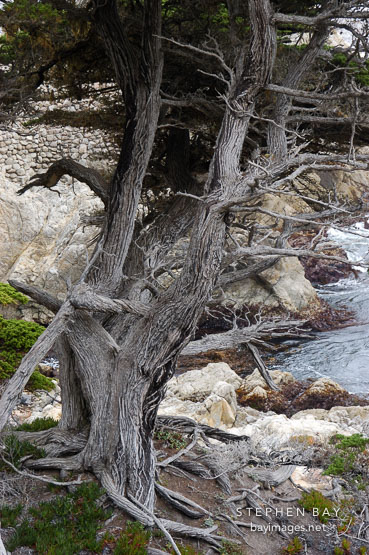 Monterey cypress, Cupressus macrocarpa. 17-Mile drive, California, USA.