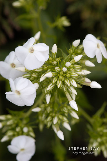 Phlox paniculata.
