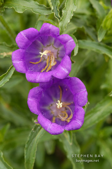 Campanula, 'Champion blue'.