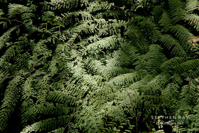 Cloudforest flora. Costa Rica.