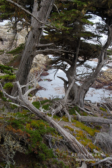 Monterey cypress, Cupressus macrocarpa. 17-Mile drive, California, USA.