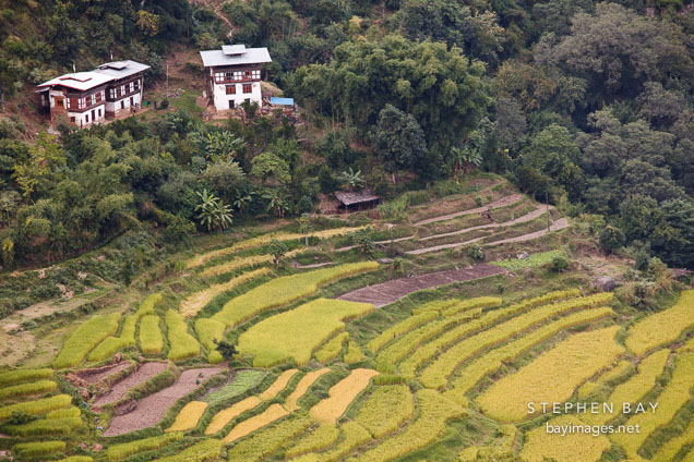 Farmhouses and rice terraces. Punakha, Bhutan.