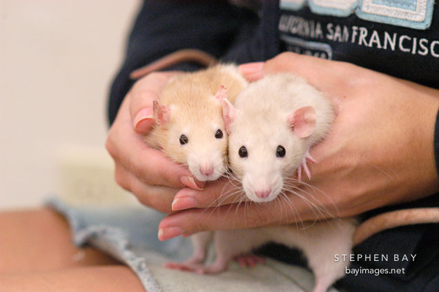 Two pet rats. The Wonderful World of Rats, San Mateo, California, USA.