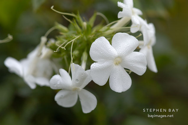 Phlox paniculata.