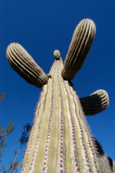 Saguaro Cactus, Cereus giganteus
