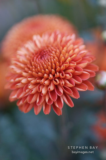 Kelvin Mandarin (pompon). Chrysanthemum (Dendranthema).