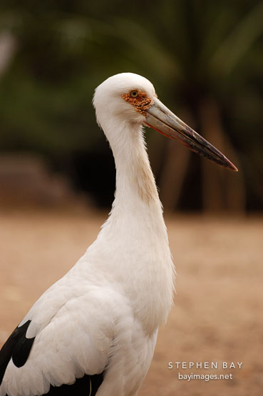 Maguari Stork, Ciconia maguari.