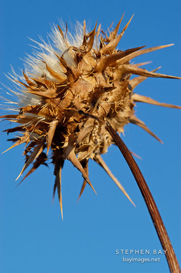 Thistle. Arastradero preserve, California, USA.