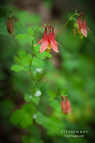 Wild Columbine. Story County, Iowa.