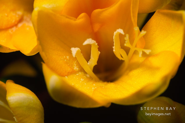 Freesia.