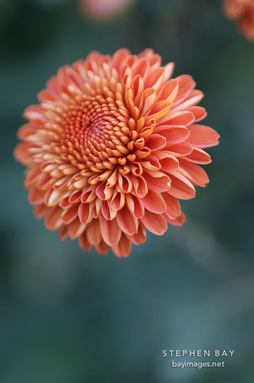 Kelvin Mandarin (pompon). Chrysanthemum (Dendranthema).