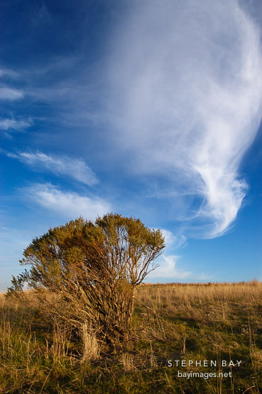 Russian Ridge Open Space Preserve. California.
