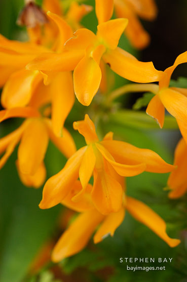 Cattleya aurantiaca. Orchid. Orchidaceae.