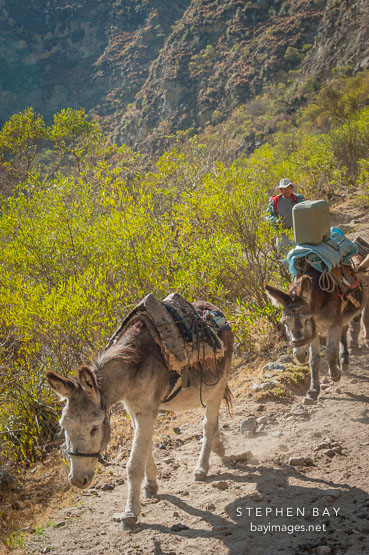 Donkeys. Inca trail, Peru.