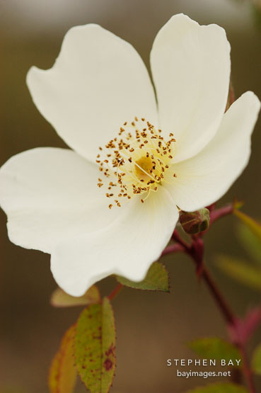 Rose, Fruhlingsanfang W. Kordes' Sohne. Hybrid spinosissima.
