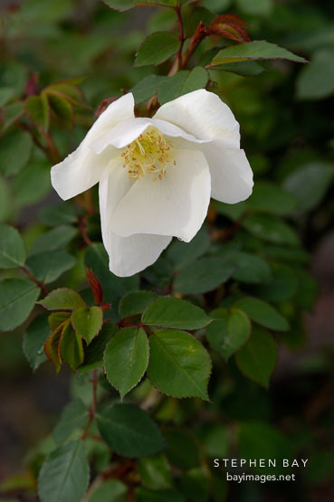 Rosa, Sharon's delight. Rosa
