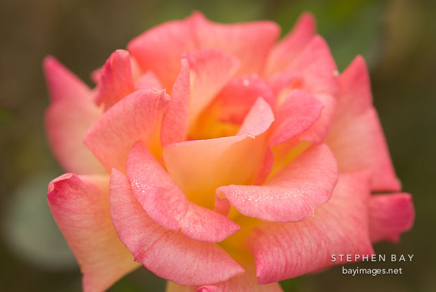 Rose, Southern Delight.