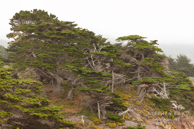 Cypress trees at Allan Memorial Grove. Point Lobos, California.