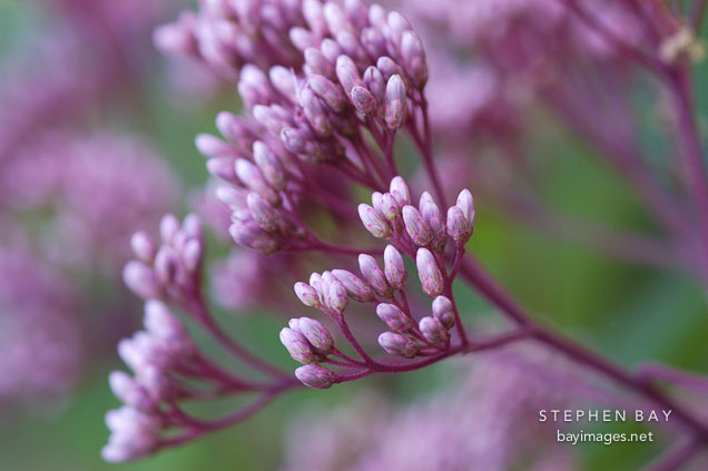 Joe pye weed, Eupatorium purpureum.