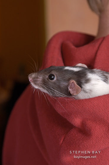 Spazimodo, a dumbo pet rat rests in his owner's hood.