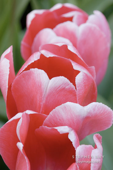Tulip 'Pink impression', Tulipa