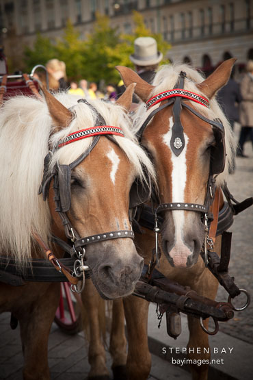 Two horses. Berlin, Germany.