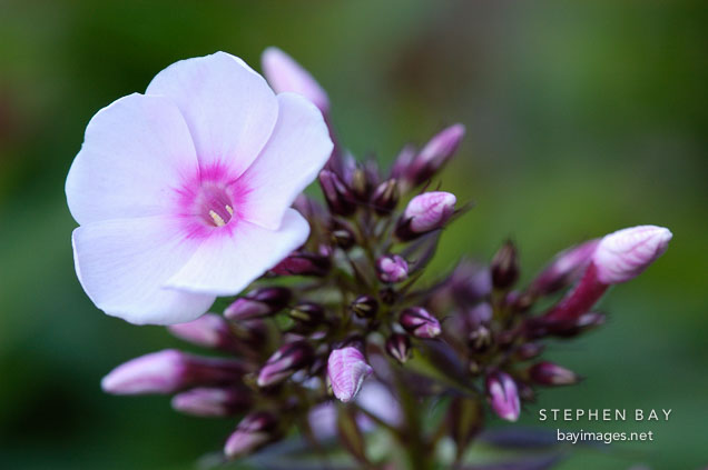 Phlox paniculata 'fairest one'.