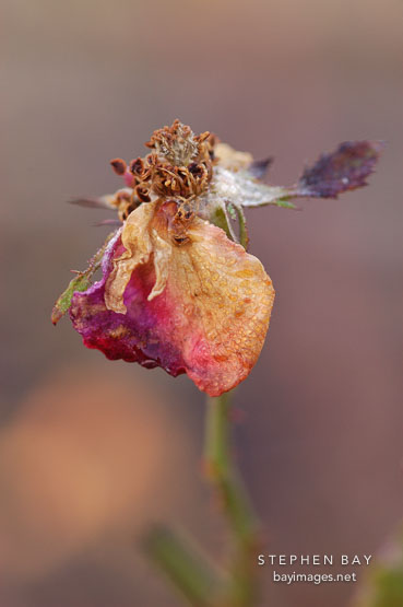 Rose, Legacy of Sarah Snow
