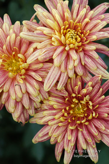 Yodogimi (single & semi-double).  Chrysanthemum (Dendranthema).