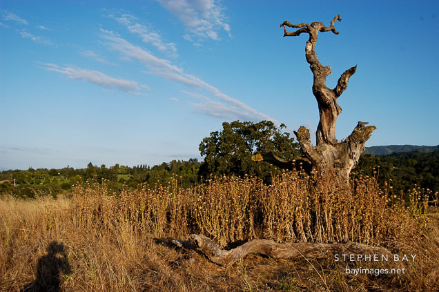 Arastradero preserve, California, USA.