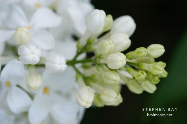 Syringa vulgaris 'Angel White', Lilac