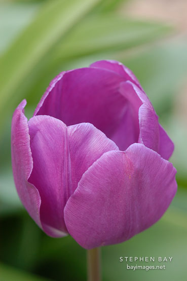 Tulip 'Negrita', Tulipa.