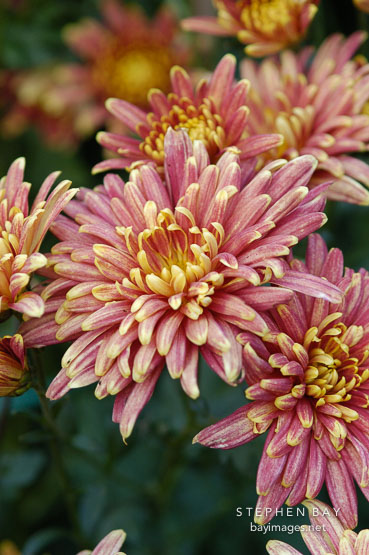 Yodogimi (single & semi-double).  Chrysanthemum (Dendranthema).