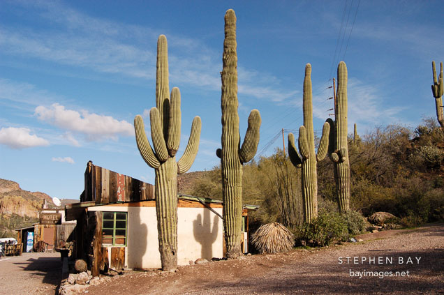 Tortilla Flat and saguaro cactii. Tortilla flat, Arizona, USA.