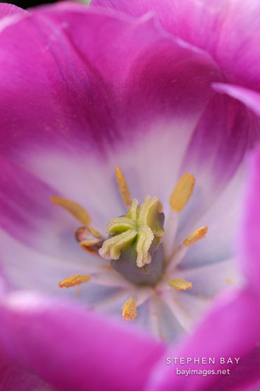Tulip 'Negrita', Tulipa.